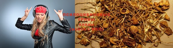 прущие грибы Медногорск